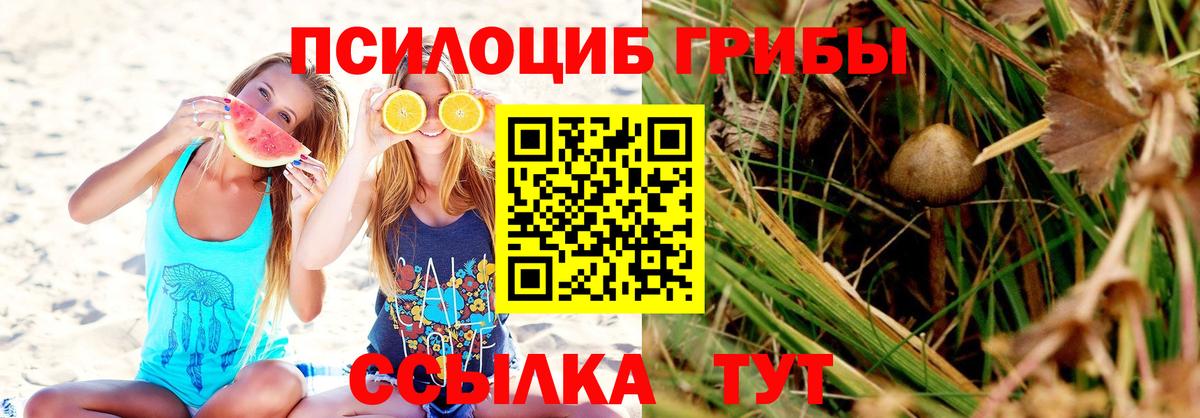 Черняховск  Псилоцибиновые грибы мицелий  Вход с VPN 