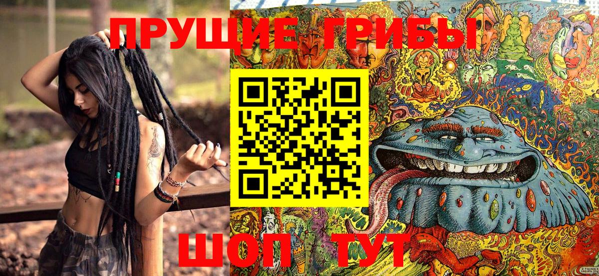 Галлюциногенные грибы Psilocybe Черняховск